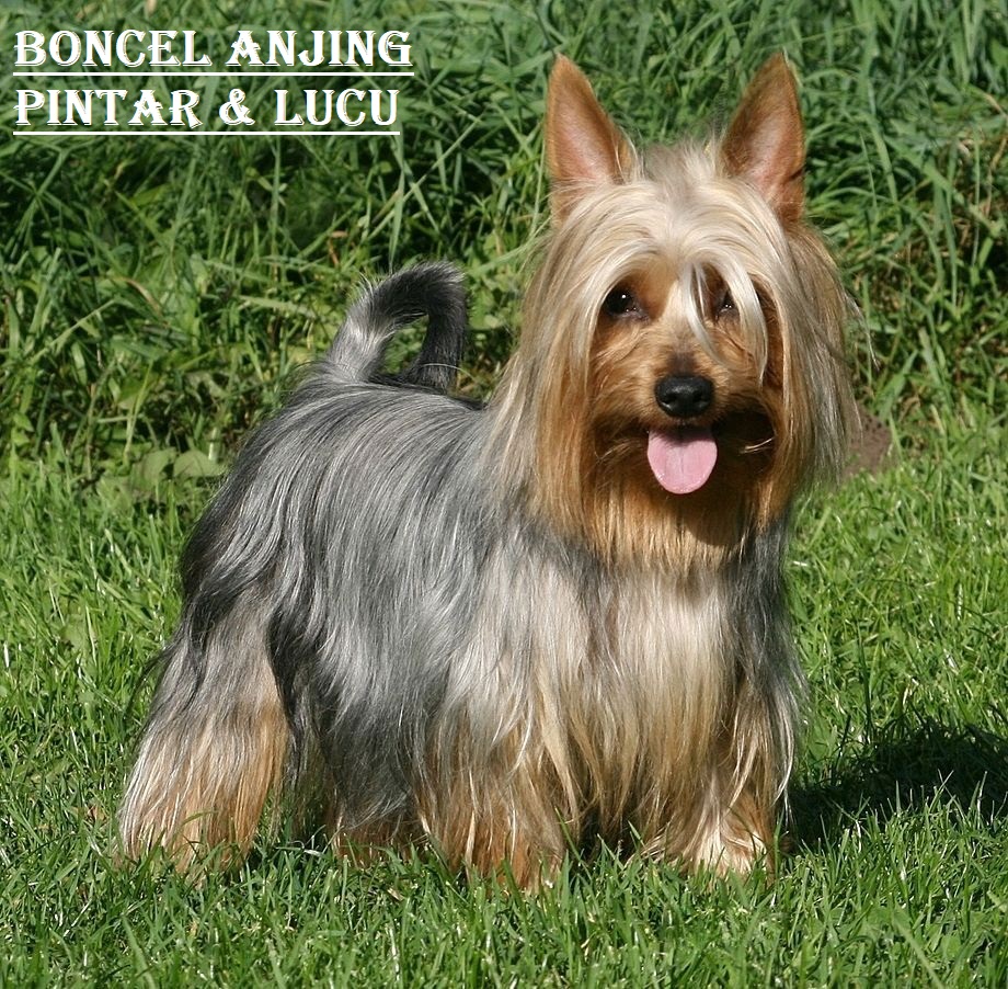 Boncel Anjing Pintar & Lucu | BONCEL Anjing Tackle