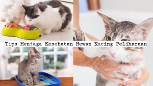 Tips Menjaga Kesehatan Hewan Kucing Peliharaan