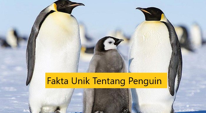 Fakta Unik Tentang Penguin