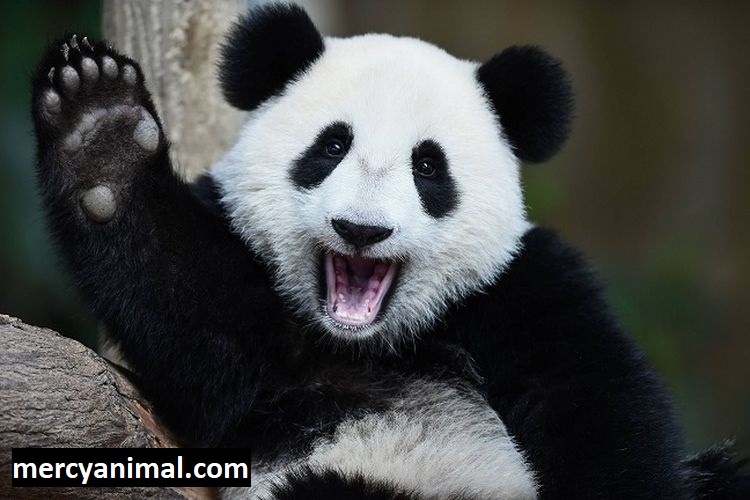 Fakta Menarik Tentang Panda, Hewan Karnivora Pemakan Tumbuhan