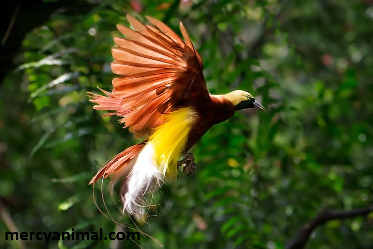 Mengenal 7 Jenis Burung Cenderawasih Khas Indonesia